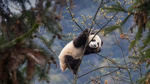 A giant panda eating bamboo